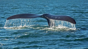 1024px-Southern_right_whale_caudal_fin-2_no_sky